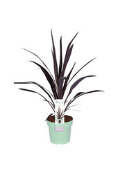 Cordyline Koolpalm Superstar