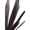 Cordyline Koolpalm Superstar