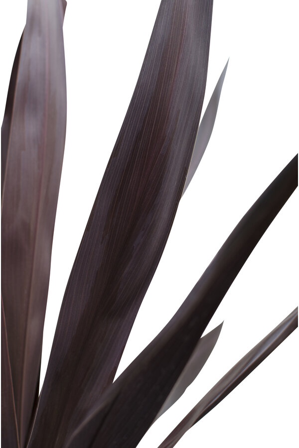 Cordyline Koolpalm Superstar