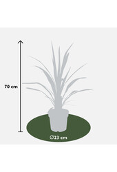 Cordyline Koolpalm Superstar