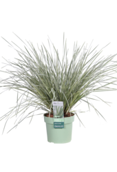Lomandra White Sands