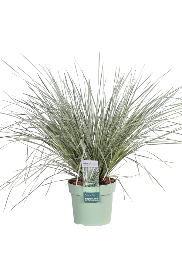 Lomandra White Sands
