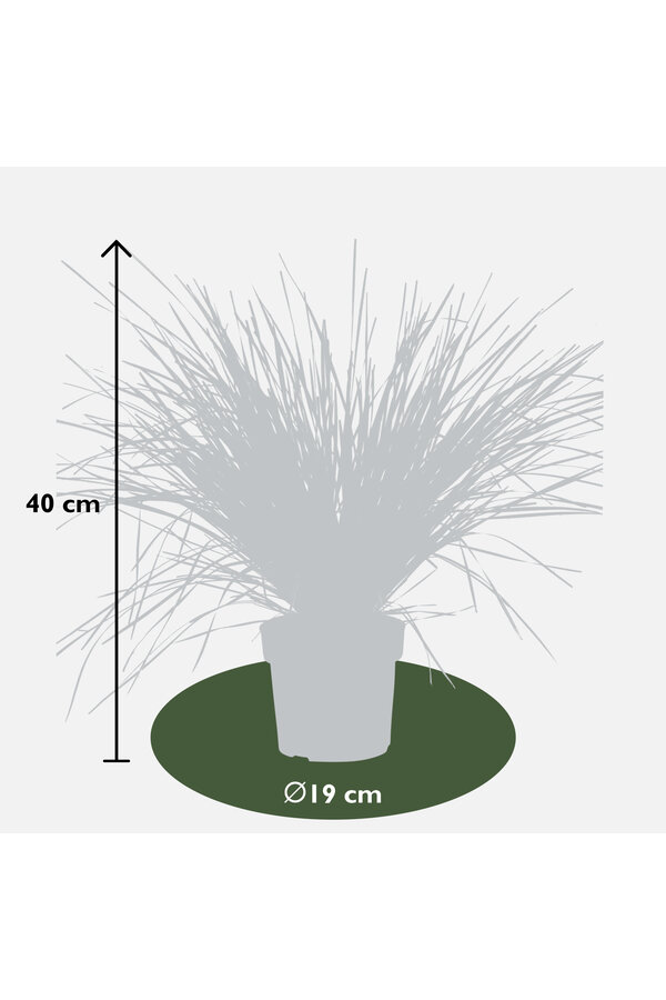 Lomandra White Sands