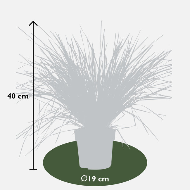 Lomandra White Sands