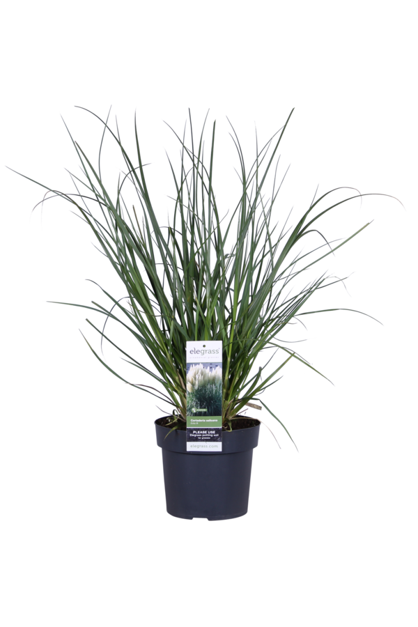 Cortaderia Pampas Gras Evita