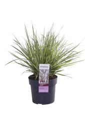 Calamagrostis Pluimstruisriet Overdam