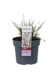 Calamagrostis Pluimstruisriet Overdam