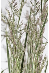 Calamagrostis Pluimstruisriet Overdam