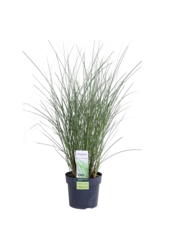 Prachtriet Gracilimus Miscanthus sinensis