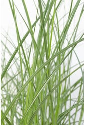 Prachtriet Gracilimus Miscanthus sinensis