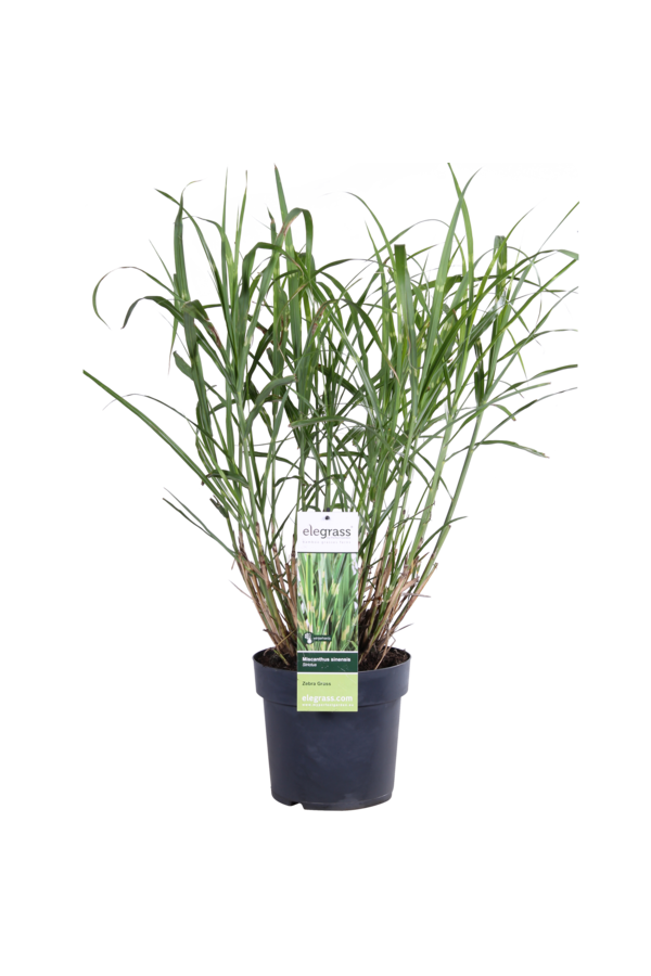 Prachtriet Strictus Miscanthus