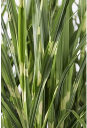 Prachtriet Strictus Miscanthus