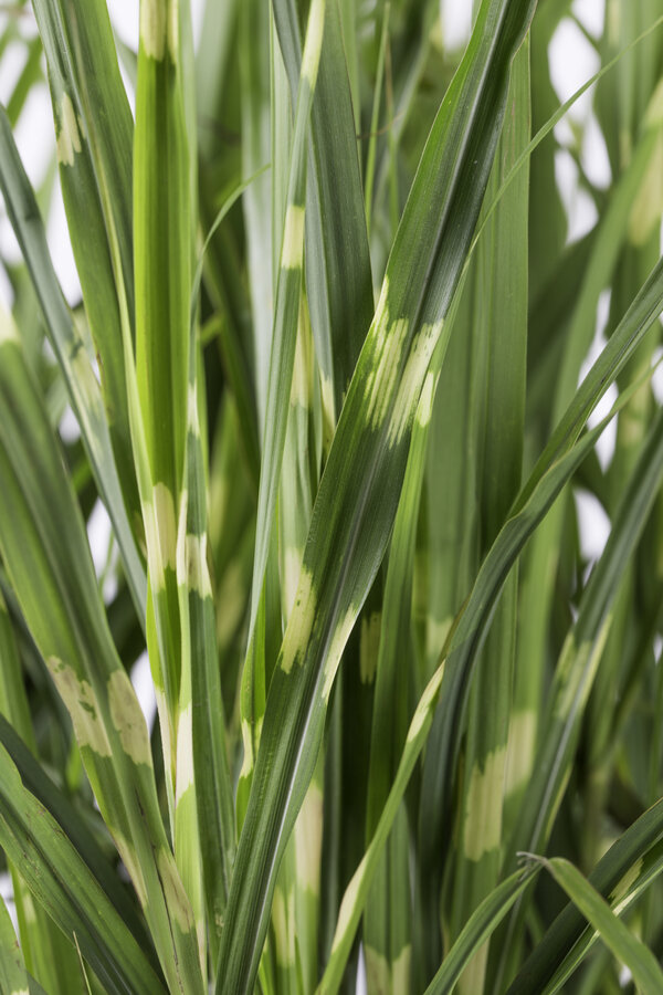 Prachtriet Strictus Miscanthus
