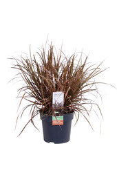 Uncinia rubra