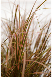 Uncinia rubra