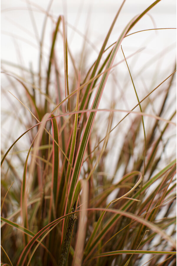 Uncinia rubra