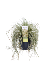 Carex hachijoensis Evergold