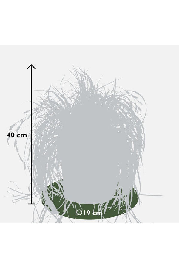 Carex hachijoensis Evergold