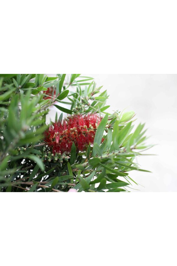 Callistemon Lampenpoetser op stam L