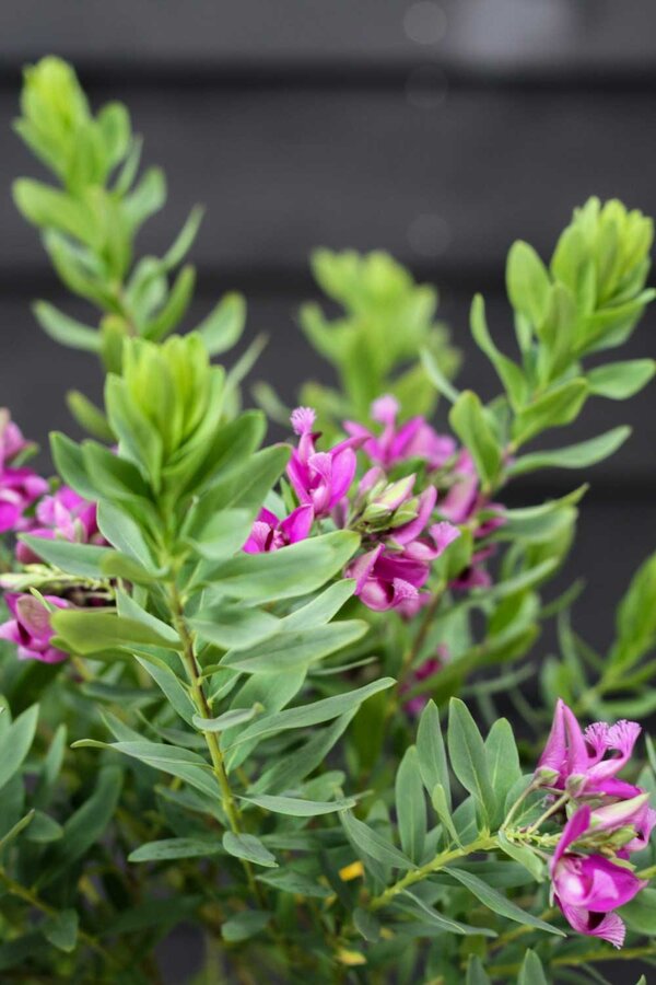 Polygala Vleugeltjesbloem Myrtifolia op stam M