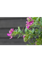 Polygala Vleugeltjesbloem Myrtifolia op stam M