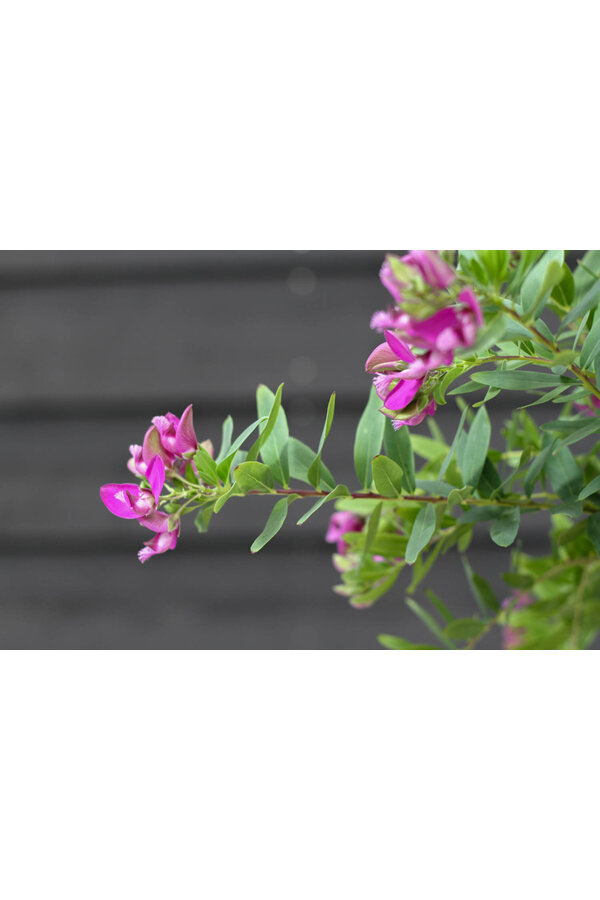 Polygala Vleugeltjesbloem Myrtifolia op stam M