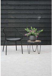 Polygala Vleugeltjesbloem Myrtifolia Struik L