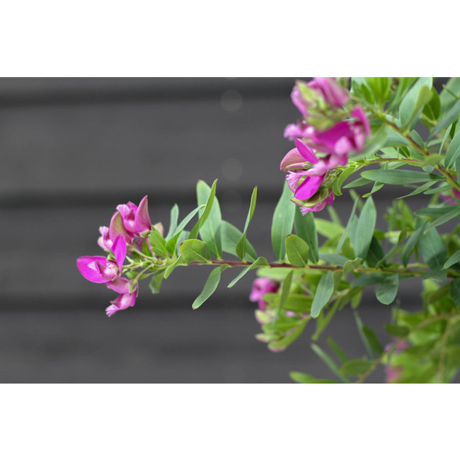 Polygala Vleugeltjesbloem Myrtifolia Struik L