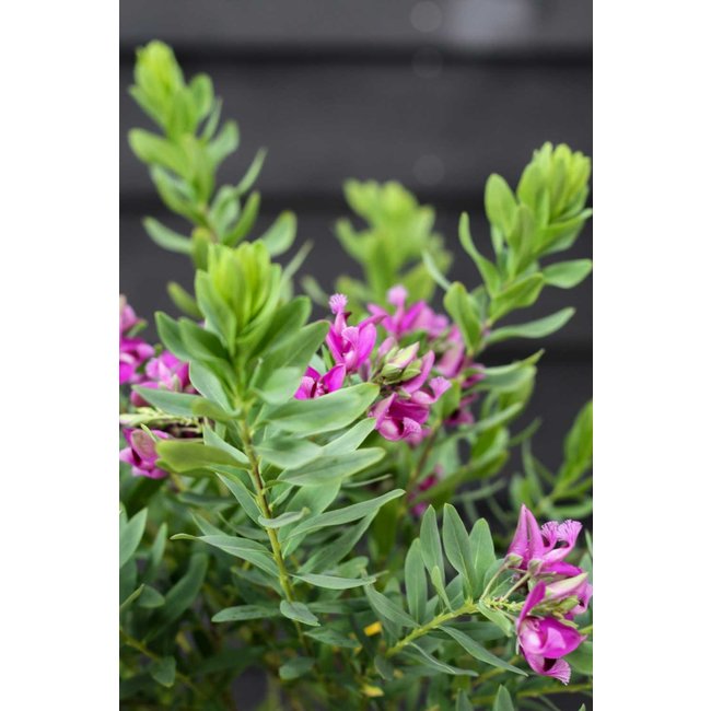 Polygala Vleugeltjesbloem Myrtifolia Struik L