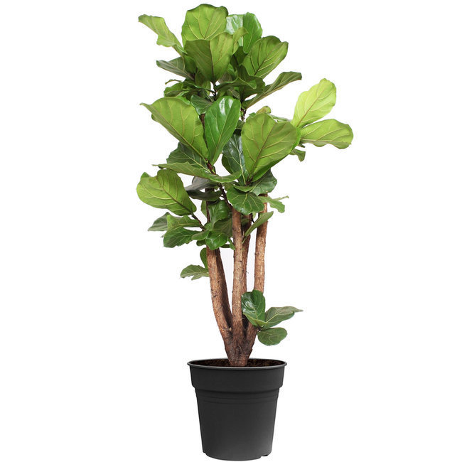 Ficus lyrata vertakt L