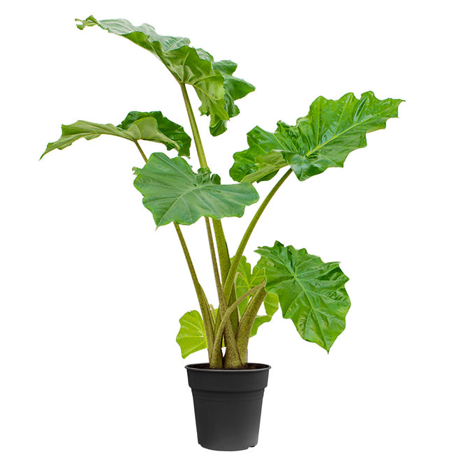 Alocasia Portadora S