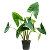 Alocasia Zebrina L