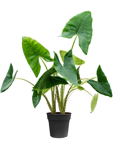 Alocasia