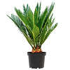 Cycas S