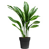 Aspidistra Eliator L