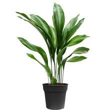 Aspidistra Eliator L