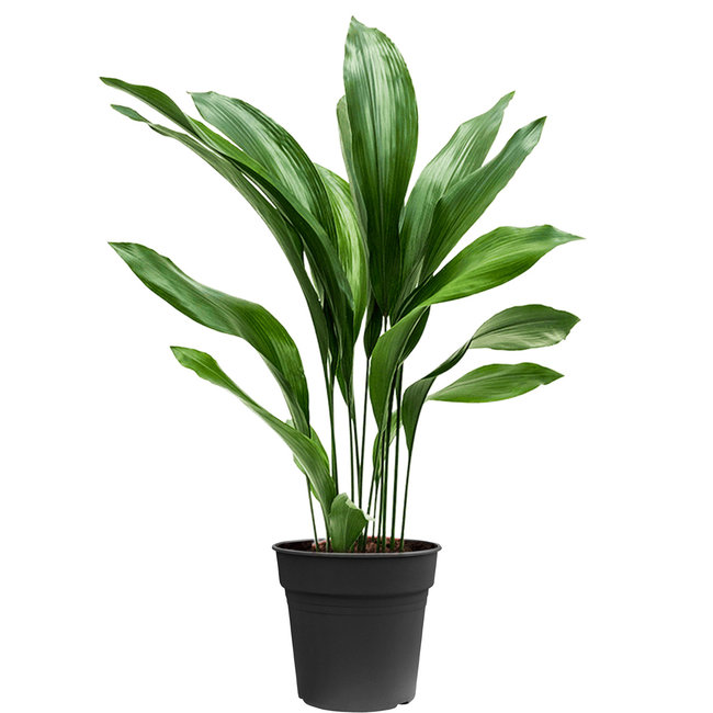 Aspidistra Eliator L