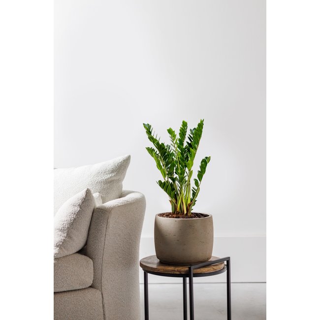 Zamioculcas Duinplant S