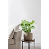 Monstera Gatenplant Bush L