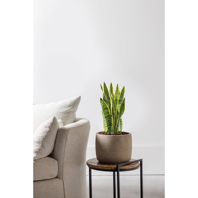 Sansevieria Laurentii L