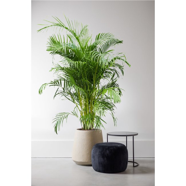 Goudpalm Areca XXXL