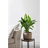 Spathiphyllum Lepelplant L