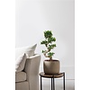 Ficus Bonsai M