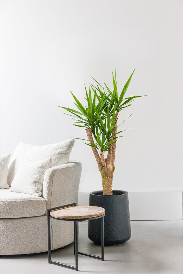 Palmlelie Yucca vertakt XL