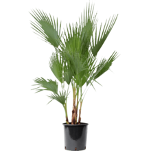 Washingtonia