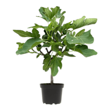 Ficus Carica Vijgenboom