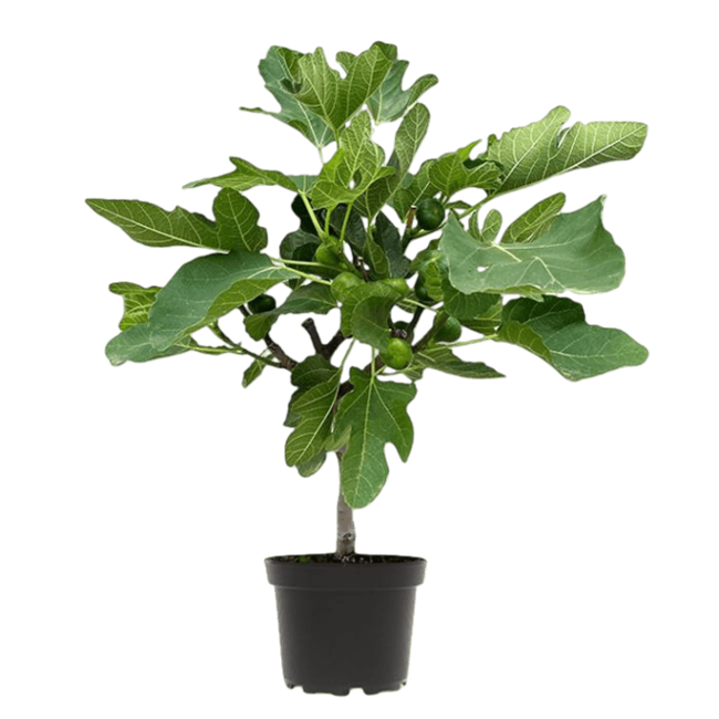 Ficus Carica Vijgenboom  S