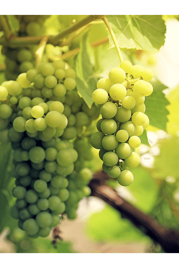 Vitis Vinifera op stam
