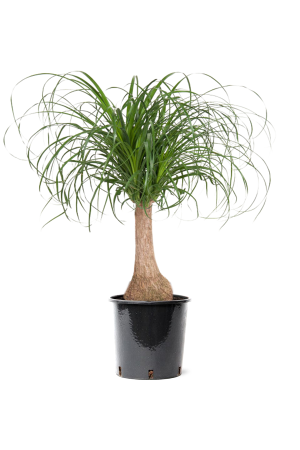 Beaucarnea Flesseboom M