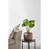 Monstera Gatenplant Bush S